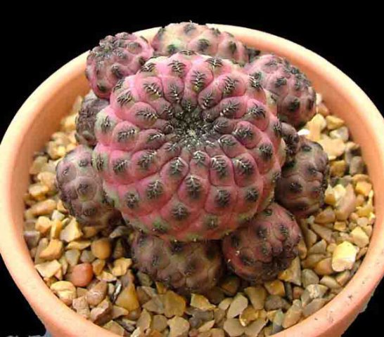 Sulcorebutia_rauschii_1